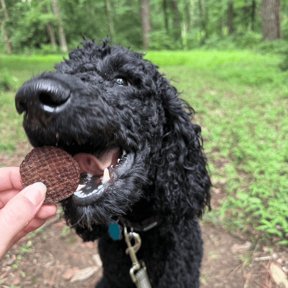 Farm To Pet Beef Chips for Dogs