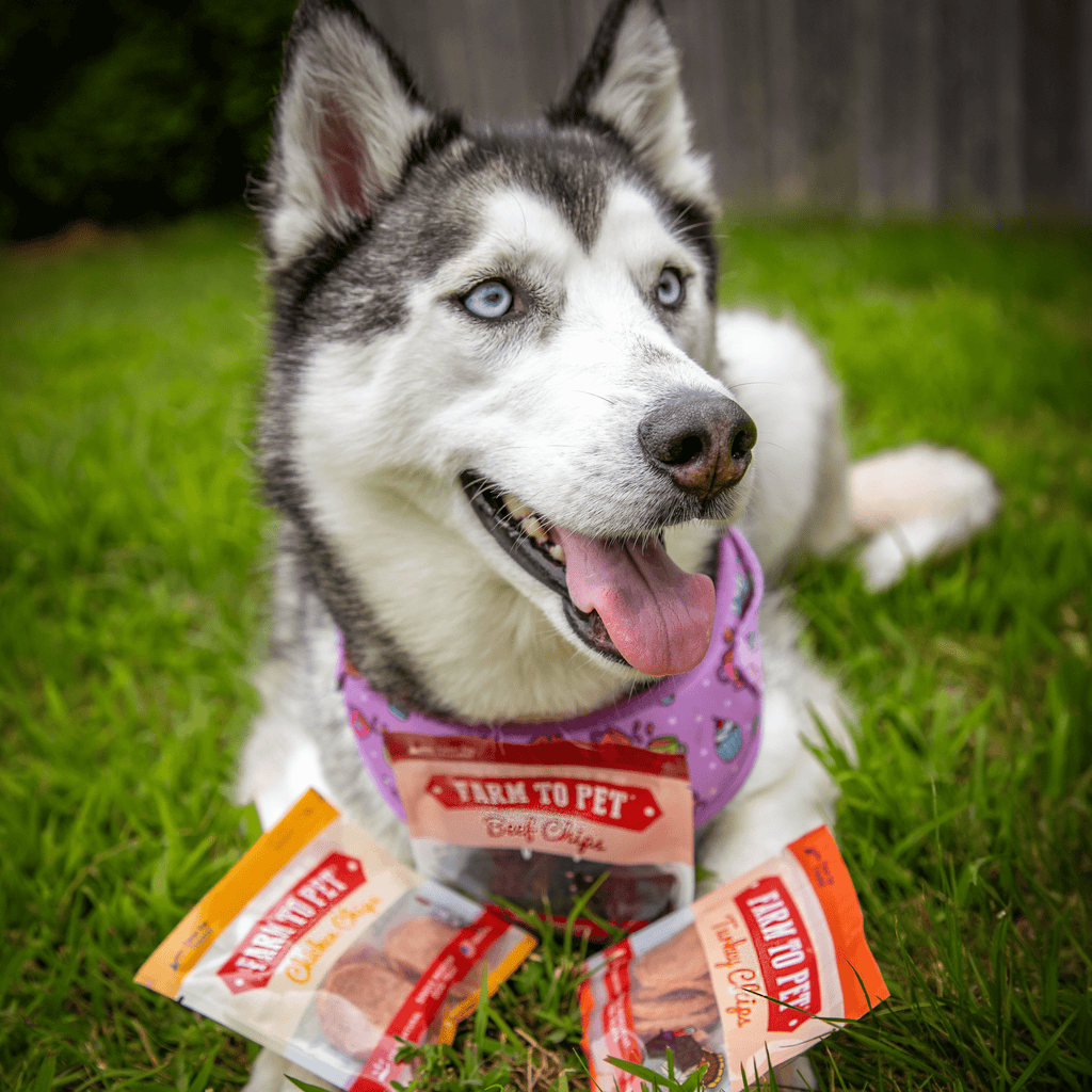 Snack Pack Dog Treat Sampler