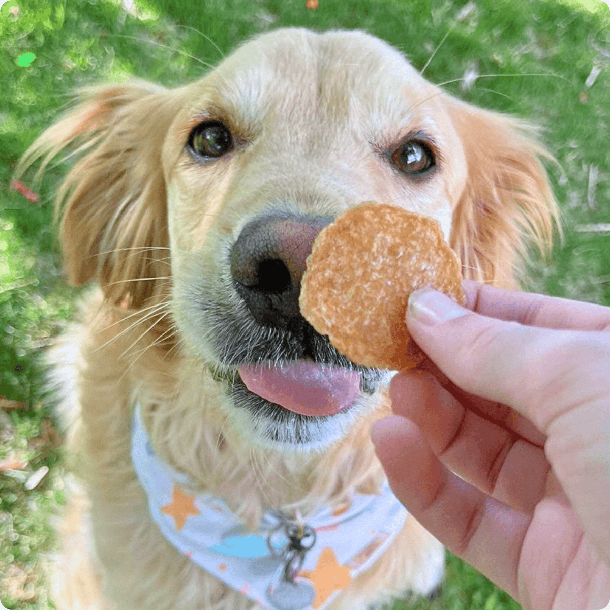 Farm To Pet Chicken Chips for Dogs