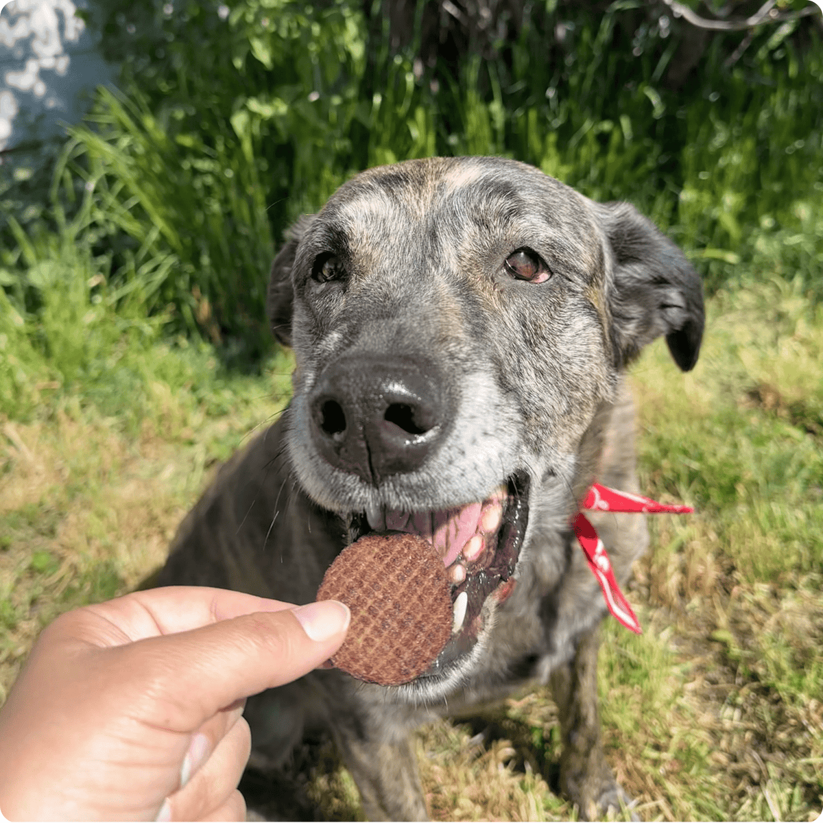 Farm To Pet Beef Chips for Dogs